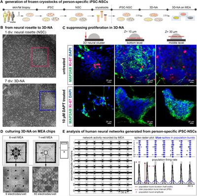 Robust Generation of Person-Specific, Synchronously Active Neuronal Networks Using Purely Isogenic Human iPSC-3D Neural Aggregate Cultures